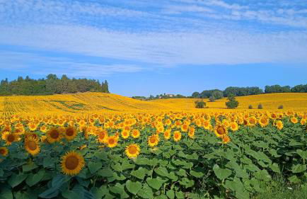 Villa Righino - Foto 18