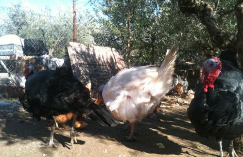 Casa Rural Andrea - Foto 44