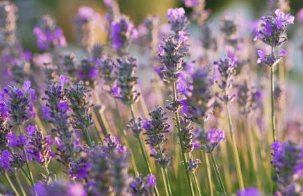 Lavanda Apartments & Room - Foto 48