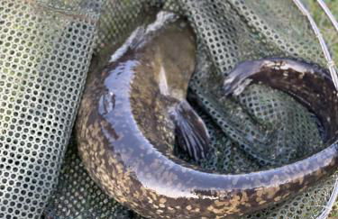 Lakeside Fishing Lodges - Foto 68