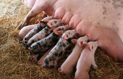 Ferienwohnung auf dem Bauernhof - Foto 19