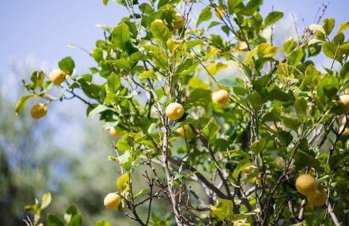 Villa Metochi - Foto 67