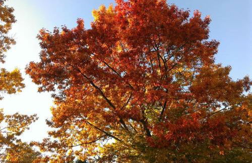 Ferienhaus Ginkgo Biloba - Foto 52