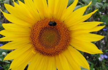 Ferienwohnung mit kleinem Garten - Foto 27