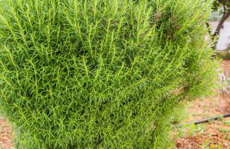 KrinesGReece - Foto 48