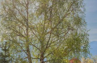 Casa Betulla - Foto 21