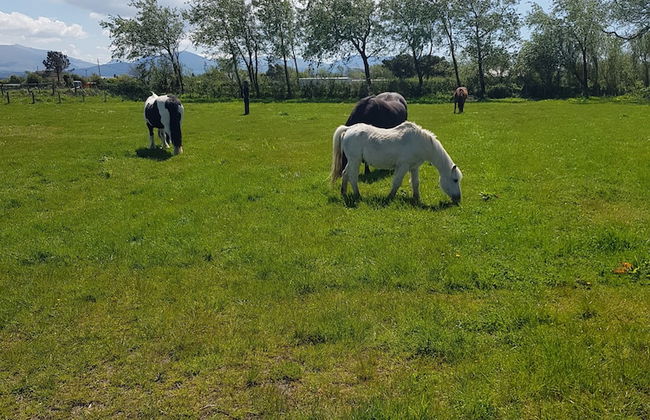 Beautiful 2-bed Chalet in Llanfairpwllgwyngyll - Photo 9
