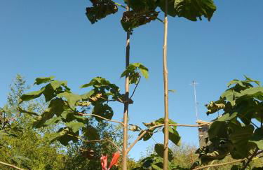 La Maison Tumtum Arbre - Foto 44
