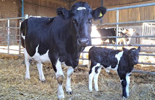 3 Bed in All Saints South Elmham oc-sfspw - Foto 19