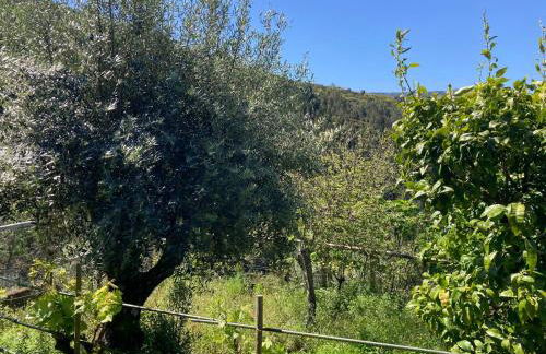 Casa do Ferreiro - Bocado Arganil - Foto 8