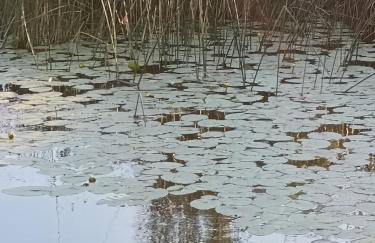 Galoma Korana - Foto 29