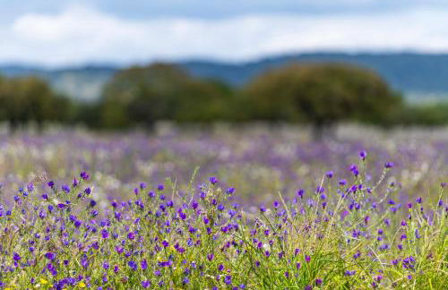 Aposento Real Villas - Foto 44