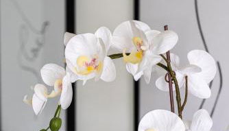 River 9 and City View Porto Gaia by MP - Foto 5