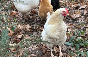 Gîte à la campagne 4 - Photo 28