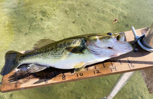 Lily Pad Cove - Foto 17