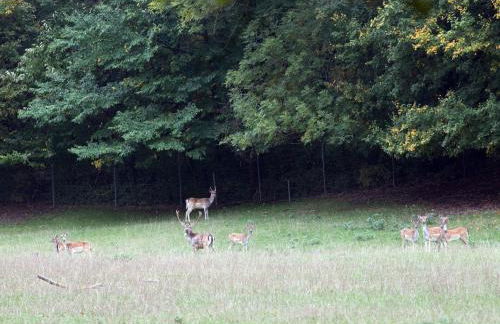 Winzerhof Düring - Foto 9