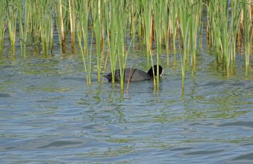 Feriendomizil am Störmthaler See, Lagovida, Leipziger Neuseenland, Großpösna, Privatstrand - Foto 80