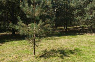 Świetna Chatka nad jeziorem - Foto 37