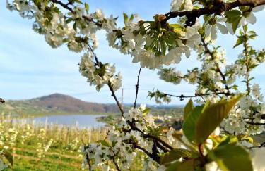 Owocowe Wzgórze - Foto 10