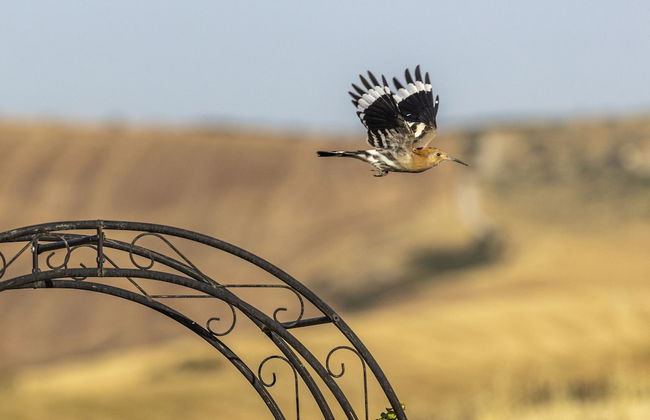 Vento Dorcia - Foto 49