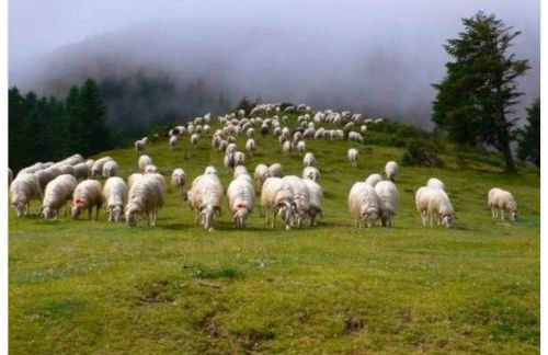 Ossau T2 5 personnes 1 chambre draps serviettes inclus parking moustiquaires tout confort près du ski - Foto 25