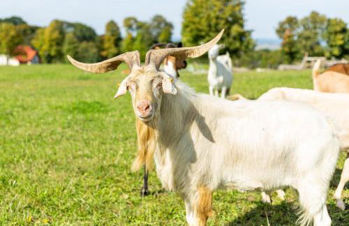 Dylewianka - Foto 51