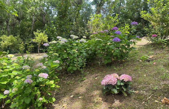 Lovely 1-bed Apartment in Santa Cruz do Douro - Photo 25