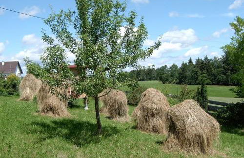 Ferienwohnung Freißl - Foto 11