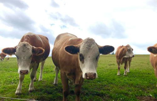 Rhöner Sternenhimmel FeWo 1 und 2 - Foto 17