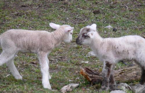 T3 coquet et lumineux aux pieds des pistes - Foto 26