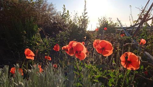 Casa Ben Abora - Foto 4, Garden