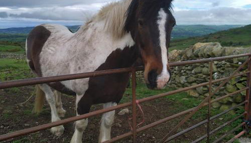 The Cowshed, near Conwy - Foto 4