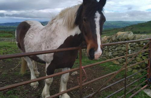 The Cowshed, near Conwy - Foto 4