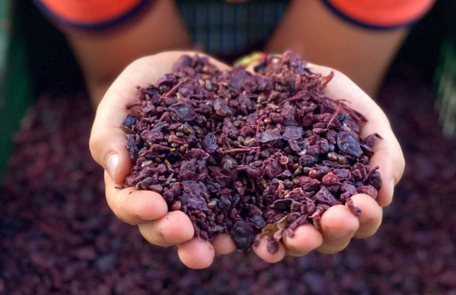 Visita a la bodega Locanda Murales con degustación - Foto 10