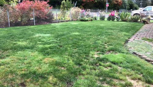 Cozy Forks getaway house - Foto 5, Garden view