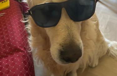 Glam House - Foto 11