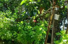 Casa Vista do Vale próxima ao Vale dos Vinhedos - Foto 39