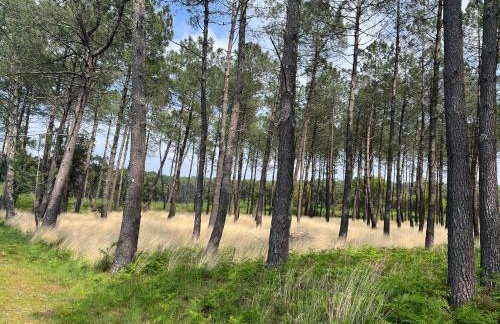 L'océan des Landes - La Dune - Photo 39