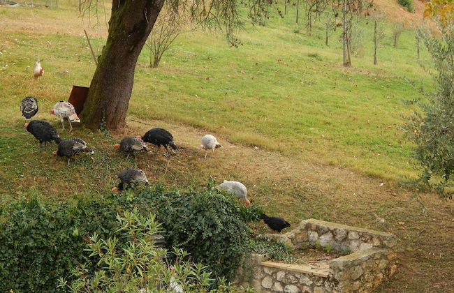 El Pavejo Alloggio e Colazione - Foto 63