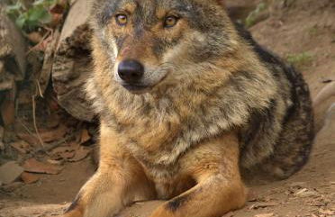 Can Batlló, entorno acojedor y romántico - Foto 28