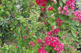 Happywild - Foto 47