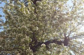 Villa "Schöni" - Foto 28