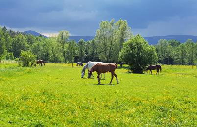 Zacisze pod Śnieżką - Foto 11