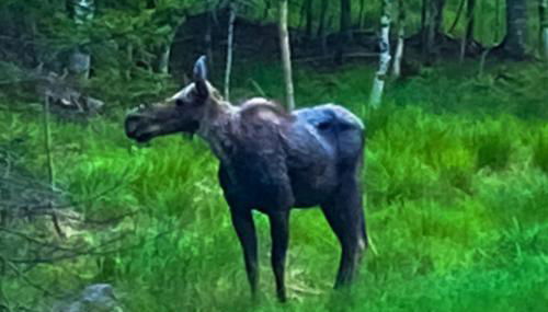 Mooseleuk Lodge - Foto 4