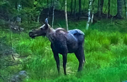 Mooseleuk Lodge - Foto 4