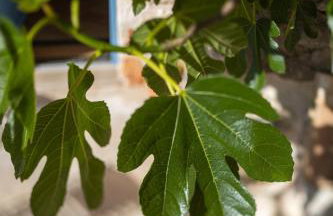 Father's Heart Villa - ZF Hvar - Photo 46