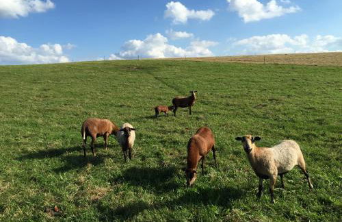 Hof Uhleck am Königsstuhl - Foto 29