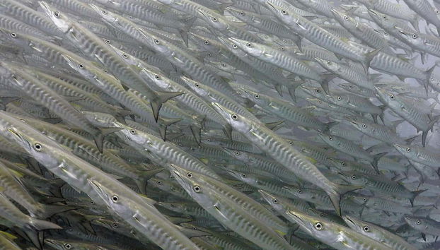 Banco de barracudas