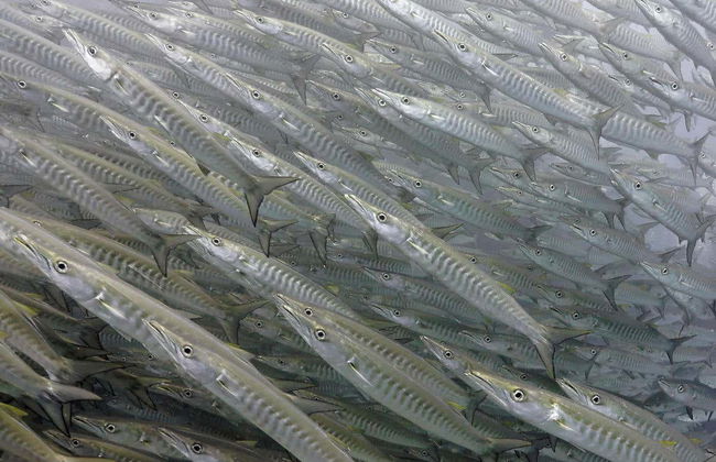 Sail Rock Diving - Foto 5