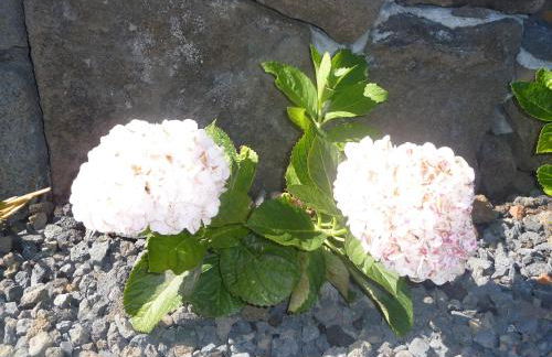 Casas Alto da Bonança - Photo 64